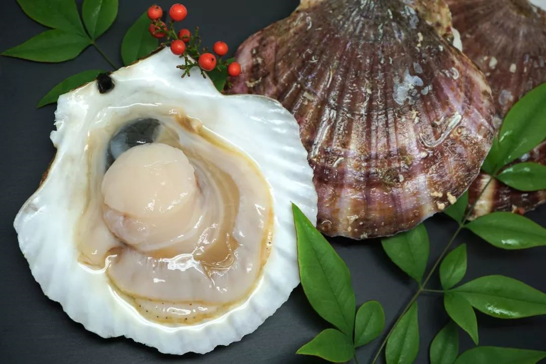 Sò điệp Hokkaido