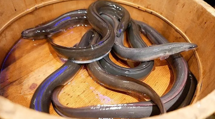 Lươn Nhật Bản (Unagi)